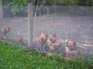 Aviary Mesh