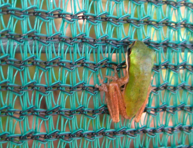 Frog Fence Fabric