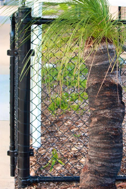 Peregian Springs State School Fencing