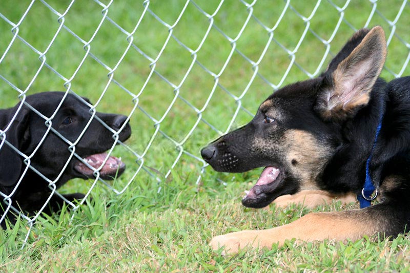 chainwire dog fence