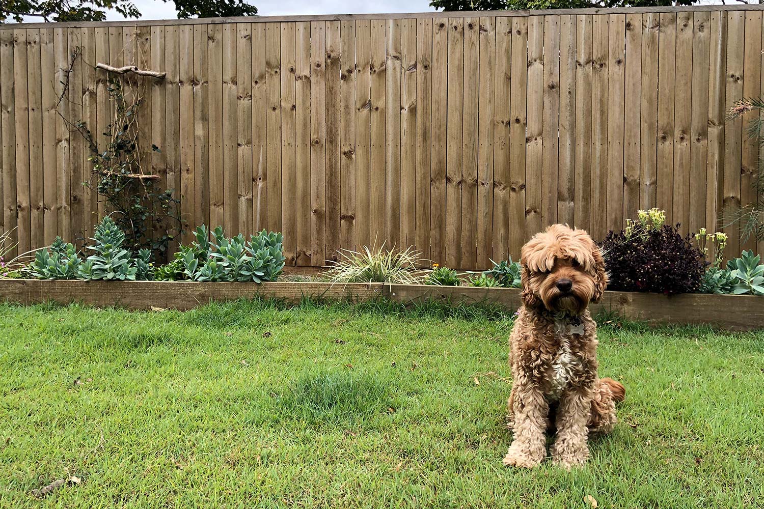 Front yard dog hot sale fence